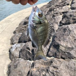 なんちゃってフカセ釣り