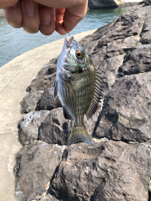 なんちゃってフカセ釣り