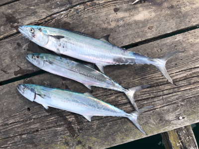 台風明けでサゴシ祭り‼&#x…