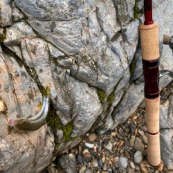 カワムツ　バス