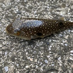 悔しくてチニング へ！