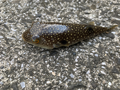 悔しくてチニング へ！