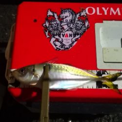 アジング練習 186