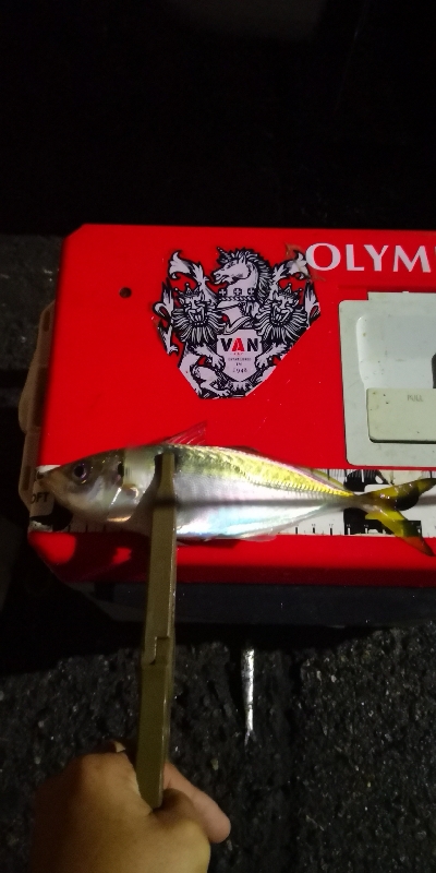 アジング練習 186