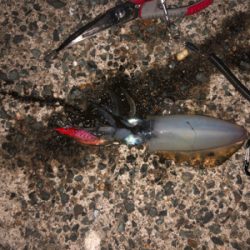 イカ釣り