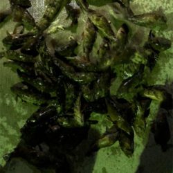 ロックフィッシュ　