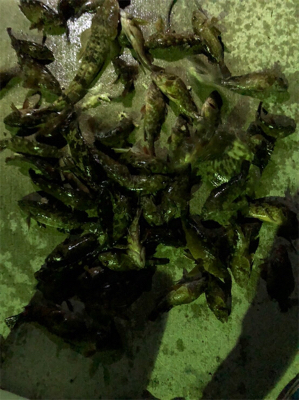 ロックフィッシュ　