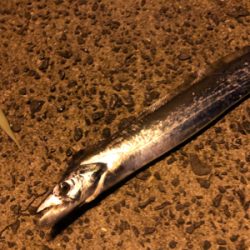 UKベイト de タチウオ