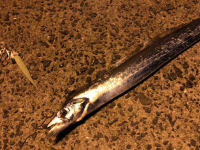 UKベイト de タチウオ