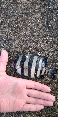 仕事の合間に、100均釣行