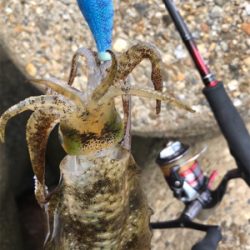 出勤前エギング(^。^)