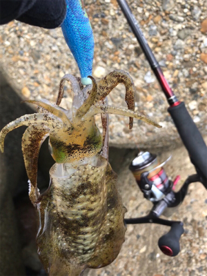 出勤前エギング(^。^)