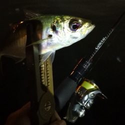 アジング練習 187