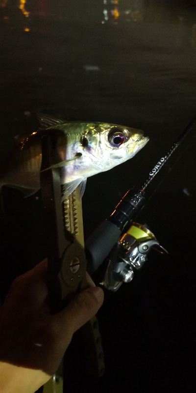 アジング練習 187