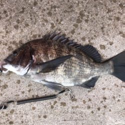 ショアジギングに行きましたが。