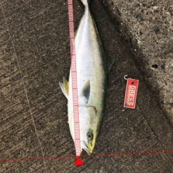 太刀魚調査とハマチ君