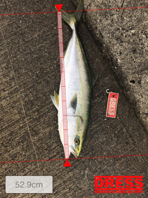 太刀魚調査とハマチ君