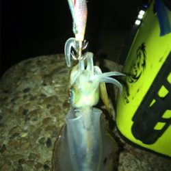 仕事終わってもエギング(^^)