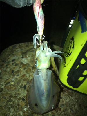 仕事終わってもエギング(^^)