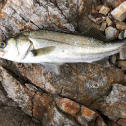 久しぶりのシーバス