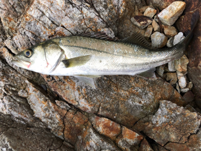 久しぶりのシーバス