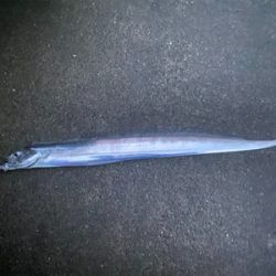 朝まずめ太刀魚