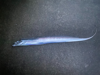 朝まずめ太刀魚