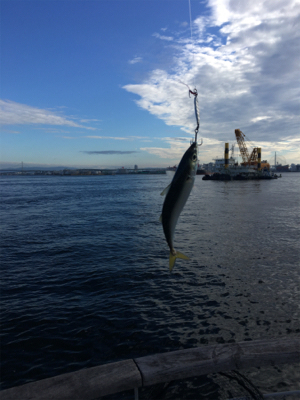 今朝も変わりなく小鯖。。。