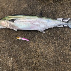 青物!ミニ波止でサワラさん(^^)