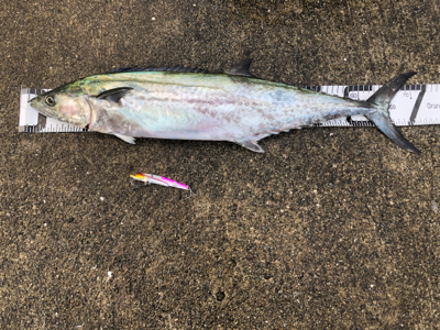 青物!ミニ波止でサワラさん(^^)