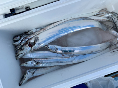 須磨沖タチウオジギング