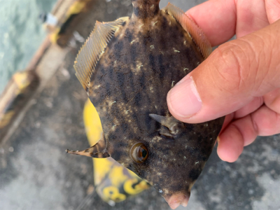 可愛いのしか、、、、