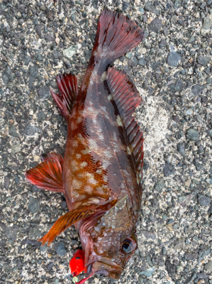 オッサンとオバサンのまったりな釣り