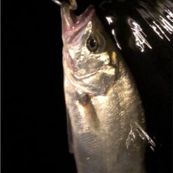 大阪湾奥パトロール