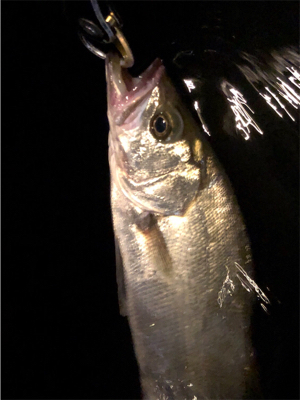 大阪湾奥パトロール