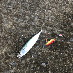 台風後の青タチ調査