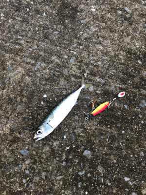 台風後の青タチ調査