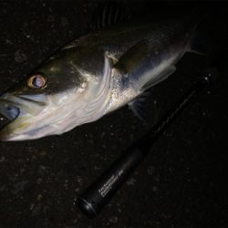 ナブラが遠い。