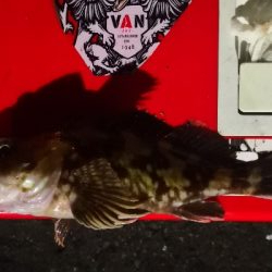 アジング練習 188