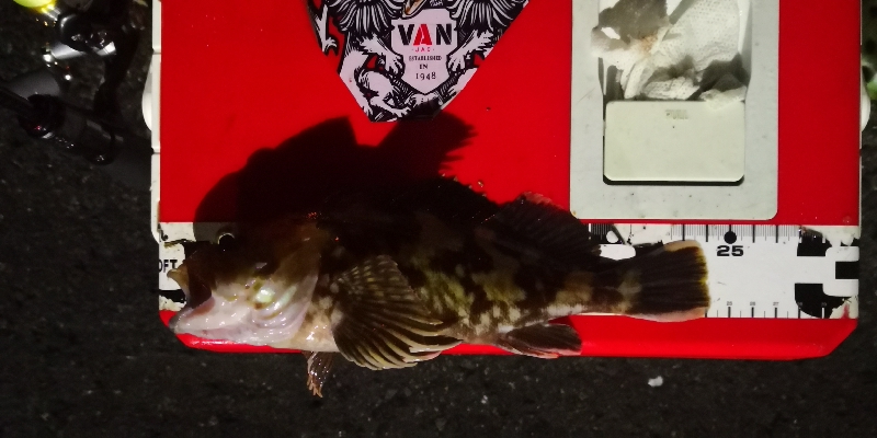 アジング練習 188