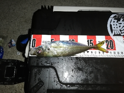 闇アジング。太刀魚全くダメです。