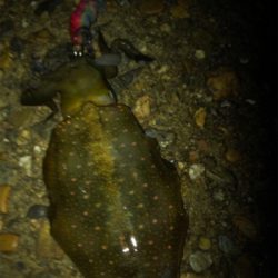 連日エギング(^.^)