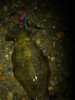 連日エギング(^.^)