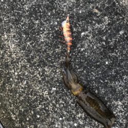 秋イカエギング