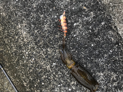 秋イカエギング