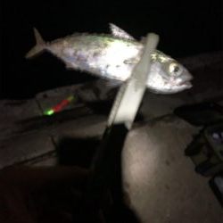 サバしかいない