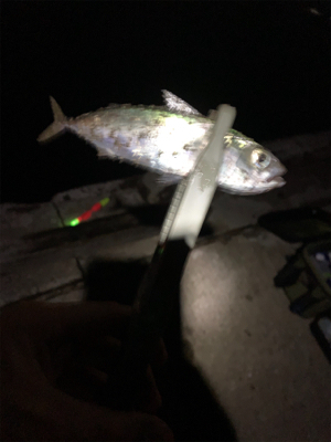 サバしかいない