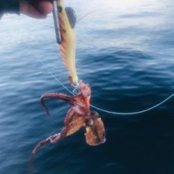 コスモスクエア釣果