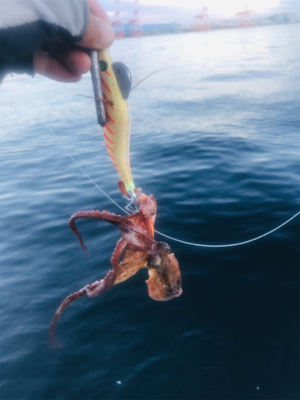 コスモスクエア釣果