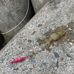 そろそろ秋イカ…